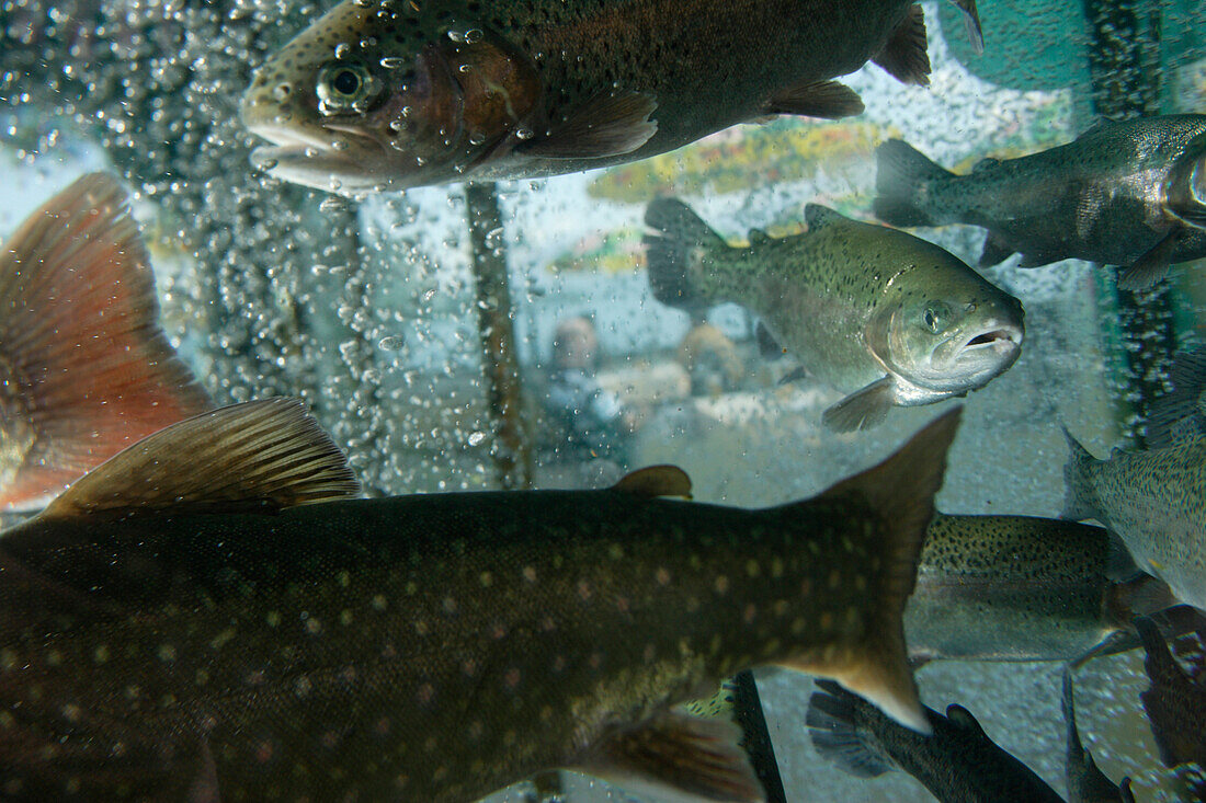 Fish in acquarium