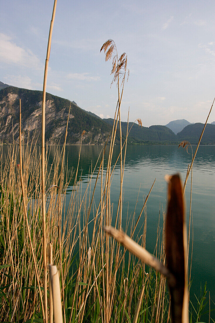 Nahaufnahme von Schilf, Mondsee, Salzburg, Österreich