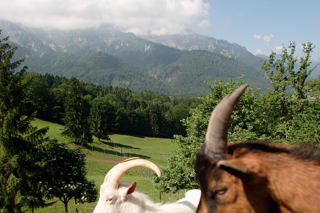 Two mountain goats in a wildlife reserve at Grossgmain, Salzburg, Austria