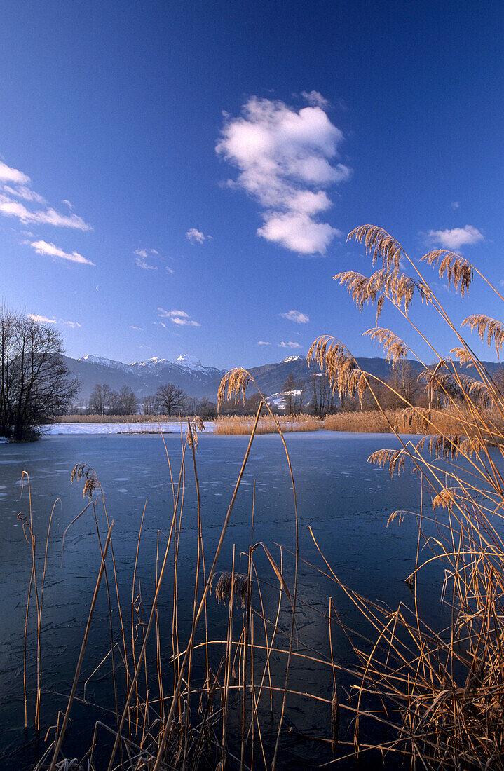 Swamp in Feilnbach in winter with Hochsalwand and Wendelstein, Upper Bavaria, Bavaria, Germany