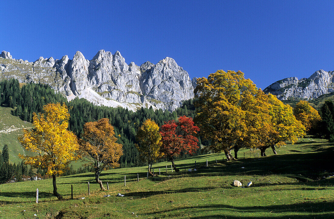 Herbstlich verfärbte Bergahorn mit Kramerspitz, Grumetkopf und Sammetkopf, Dachsteingruppe, Salzburg, Österreich