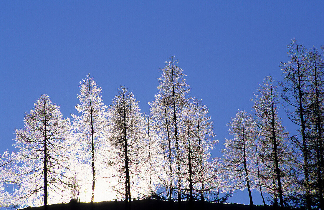 Lärchen im Gegenlicht, Brandriedel, Dachsteingruppe, Steiermark, Österreich