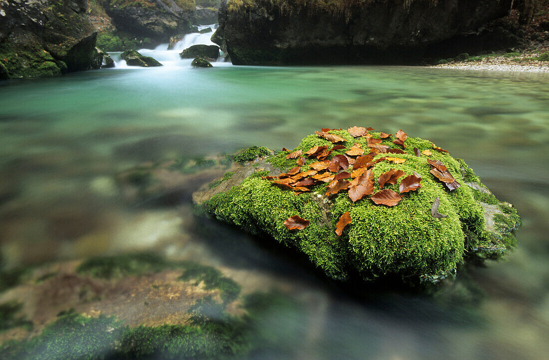 Moss covered rock with autumn leaves in river, river of Waldbach, Echerntal, Dachstein range, Upper Austria, Austria