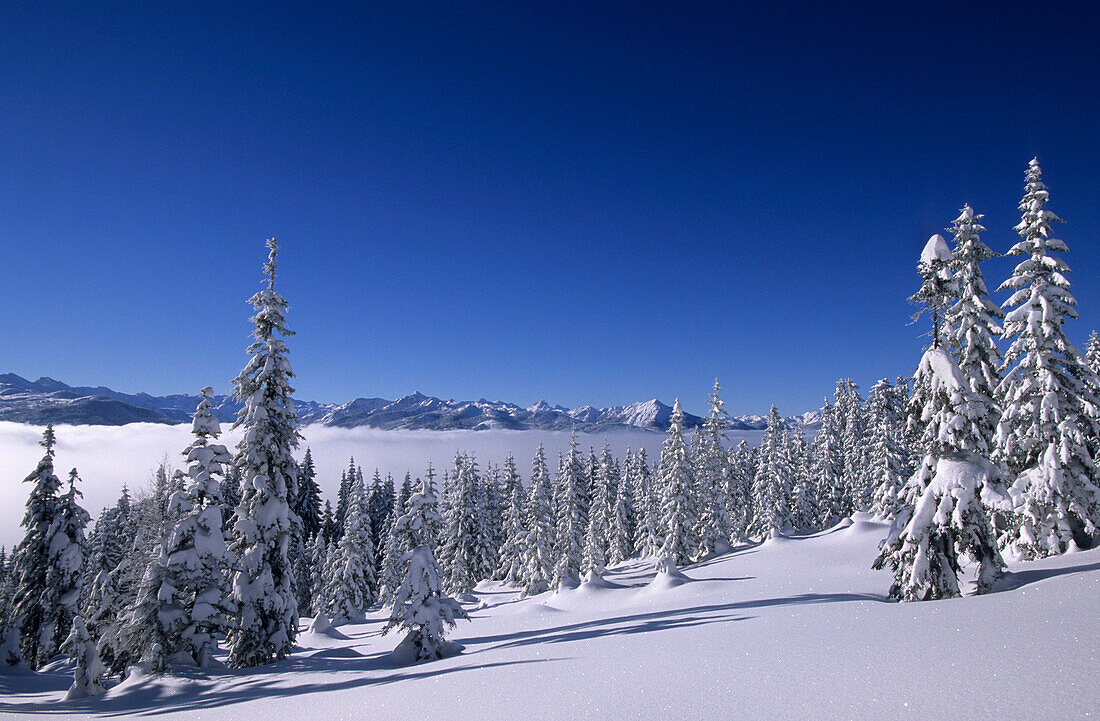 Snow covered forest with view to range of Schladminger Tauern, Dachstein range, Salzburg, Austria