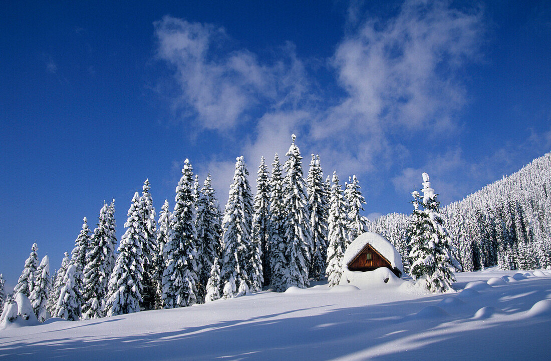Tief verschneite Almhütte im Winterwald, Gosau, Dachsteingruppe, Oberösterreich, Österreich