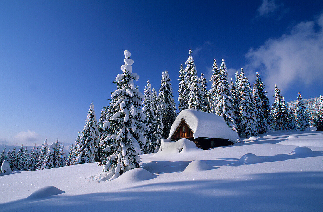 Tief verschneite Almhütte im Winterwald, Gosau, Dachsteingruppe, Oberösterreich, Österreich