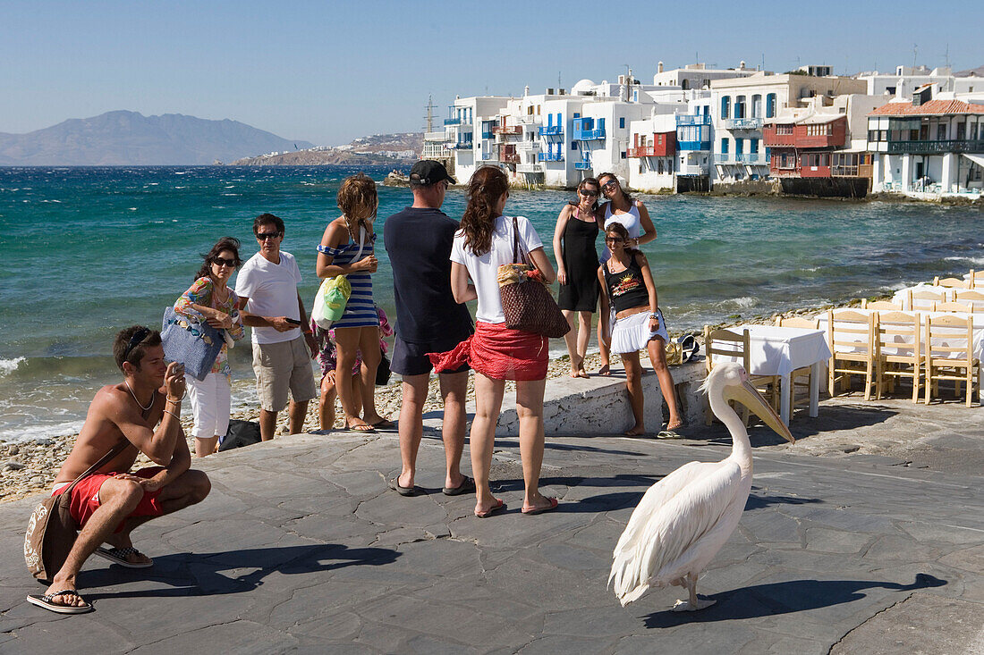 Tourist photographing famous pelican, Little Venice, Mykonos, Cyclades Islands, Greece