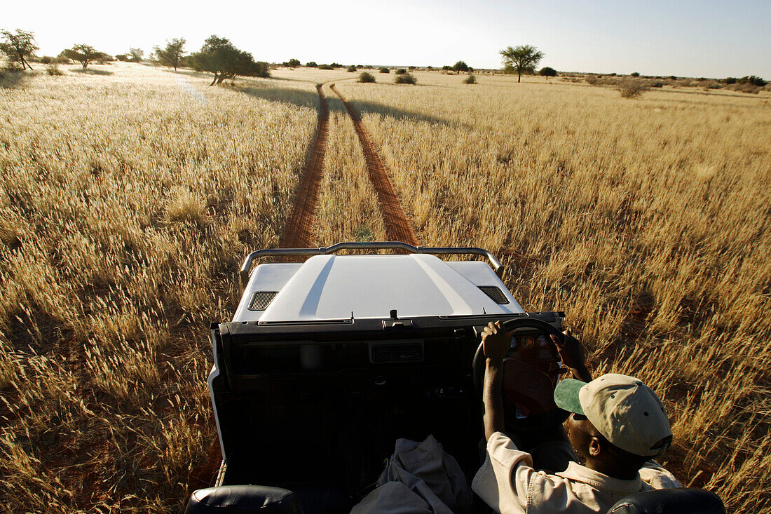 A man, a ranger with an open four wheel drive car follows car tracks on an afternoon drive into the bush. Gondwana Kalahari Park, Namibia, Africa.