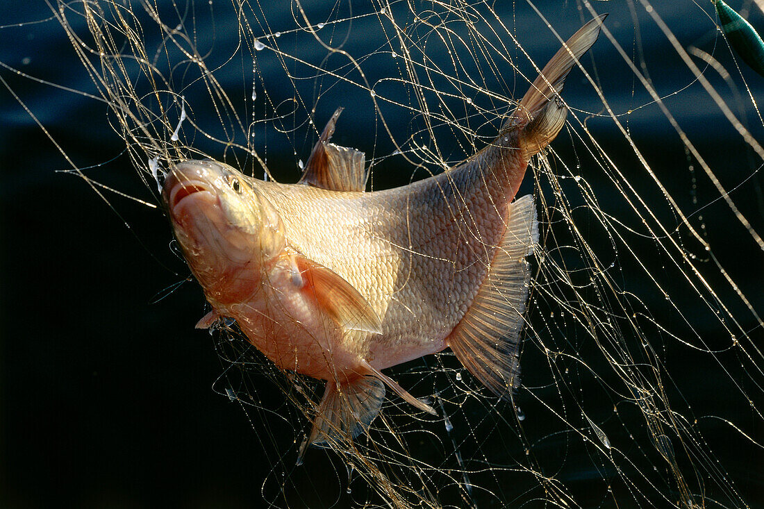 Close up of a fish, Carp Bream, caught in the net, Lake Chiemsee, Bavaria, Germany, Europe