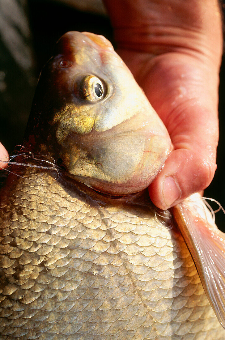 Close up of a fish, Carp Bream, Lake Chiemsee, Bavaria, Germany, Europe