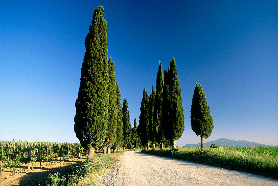 Cypress trees in a row, Toskana, Italy, Europe