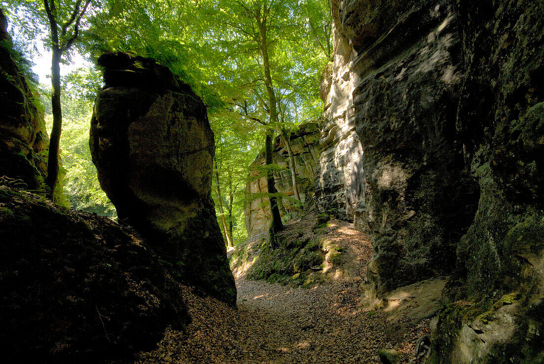 Deciduous forest and rocks at Mullerthal, Luxembourg, Europe