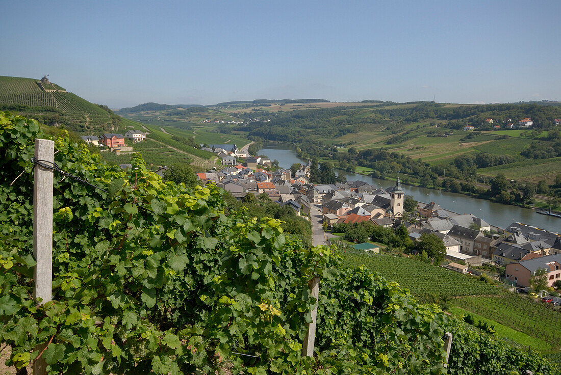 Vineyards at the river Moselle, Wormeldange, Luxembourg, Europe