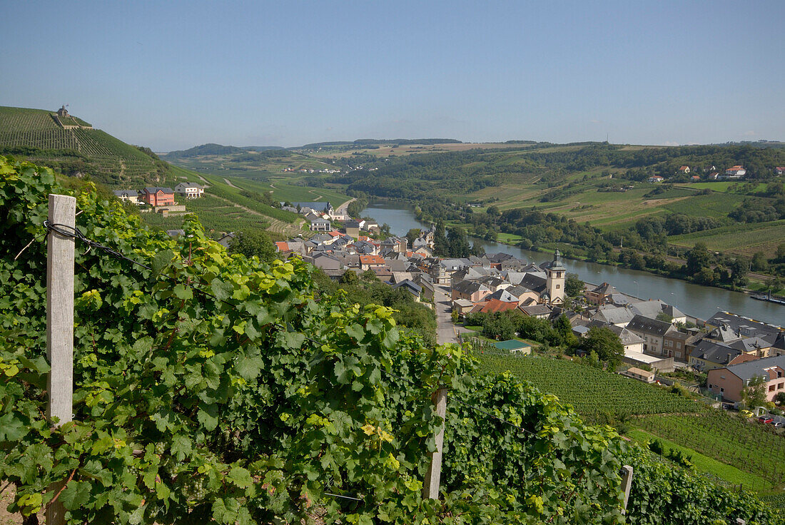 Weinberge an der Mosel, Wormeldange, Luxemburg, Europa