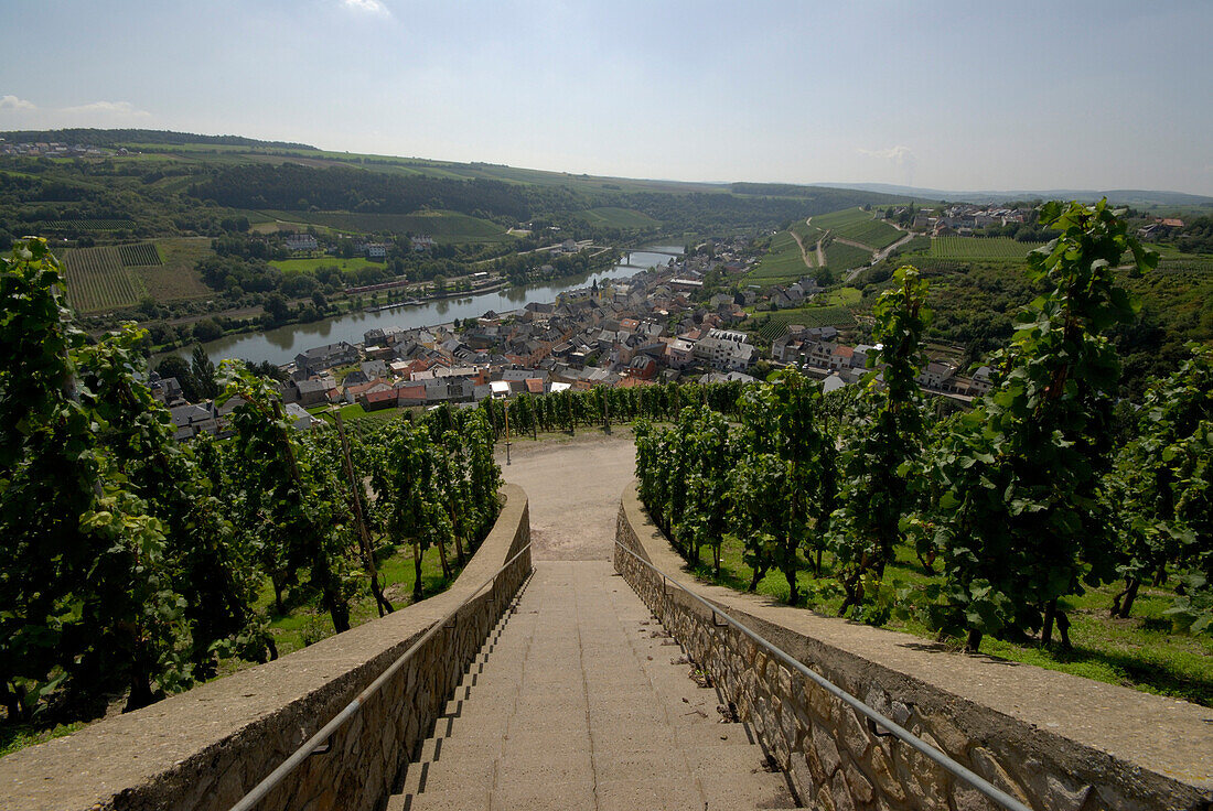 Treppe in den Weinbergen an der Mosel, Wormeldange, Luxemburg, Europa