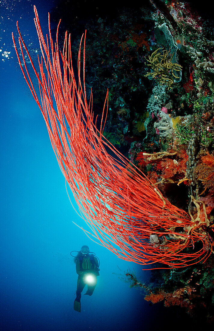 Scuba diver and Coral reef, Indonesia, Wakatobi Dive Resort, Sulawesi, Indian Ocean, Bandasea