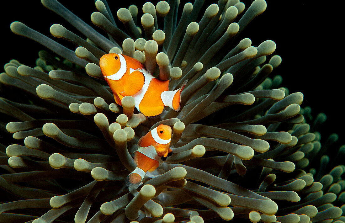 Orange-Ringel-Anemonenfische, Amphiprion ocellaris, Indonesien, Wakatobi Dive Resort, Sulawesi, Indischer Ozean, Bandasee