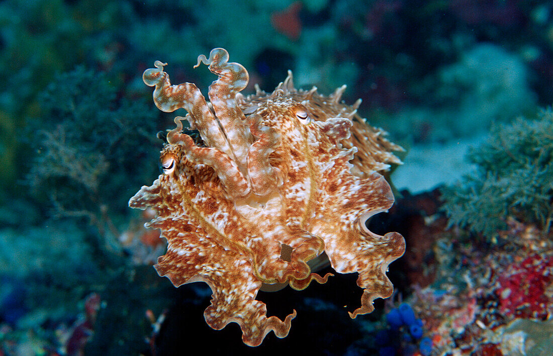 Cuttlefish, Sepia sp., Indonesia, Wakatobi Dive Resort, Sulawesi, Indian Ocean, Bandasea