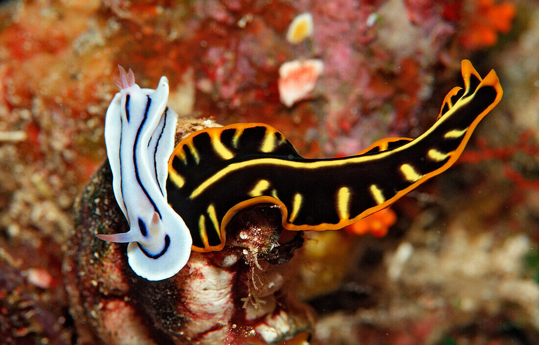 Flatworm and Sea slug, Planthelminthes, Chromodoris willani, Indonesia, Wakatobi Dive Resort, Sulawesi, Indian Ocean, Bandasea