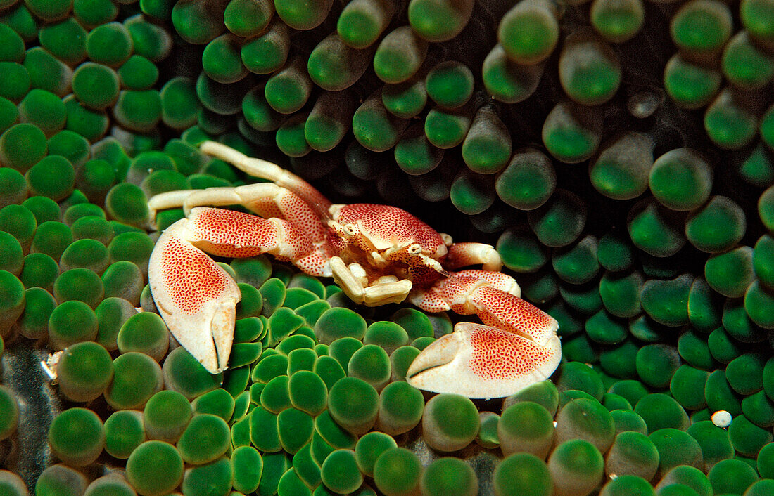 Spotted porcellanid crab, Neopetrolistes maculatus, Indonesia, Wakatobi Dive Resort, Sulawesi, Indian Ocean, Bandasea