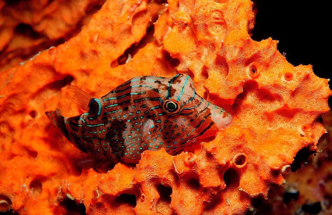 Papua-Spitzkopfkugelfisch, Canthigaster papua, Indonesien, Wakatobi Dive Resort, Sulawesi, Indischer Ozean, Bandasee