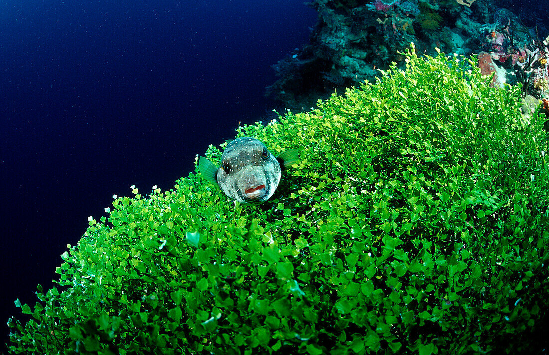 Weissflecken-Kugelfisch auf Algen, Arothron hispidus, Indonesien, Wakatobi Dive Resort, Sulawesi, Indischer Ozean, Bandasee