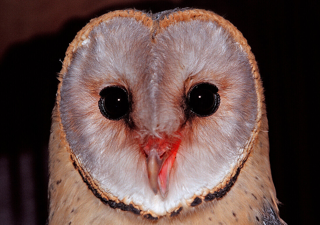 Barn owl, Tyto alba, Germany, Bavaria