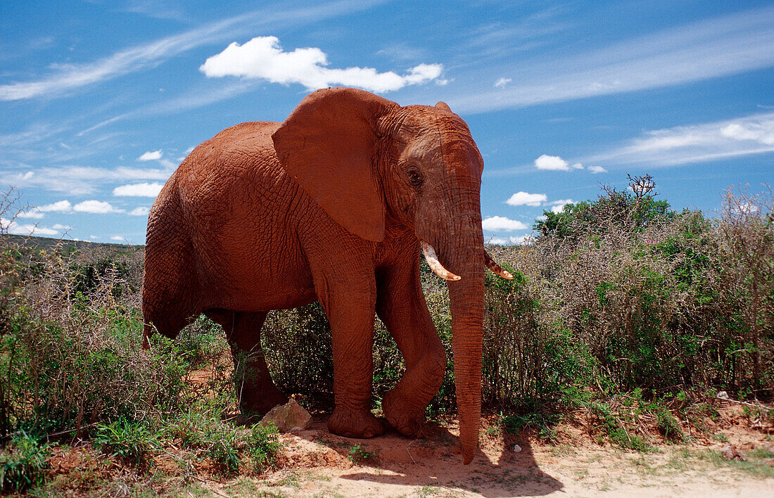 Afrikanischer Elefant, Loxodonta africana, Südafrika, Suedafrika, Addo Elefanten Nationalpark|African Elephant, Loxodonta africana, South Africa, Addo Elephant National Park