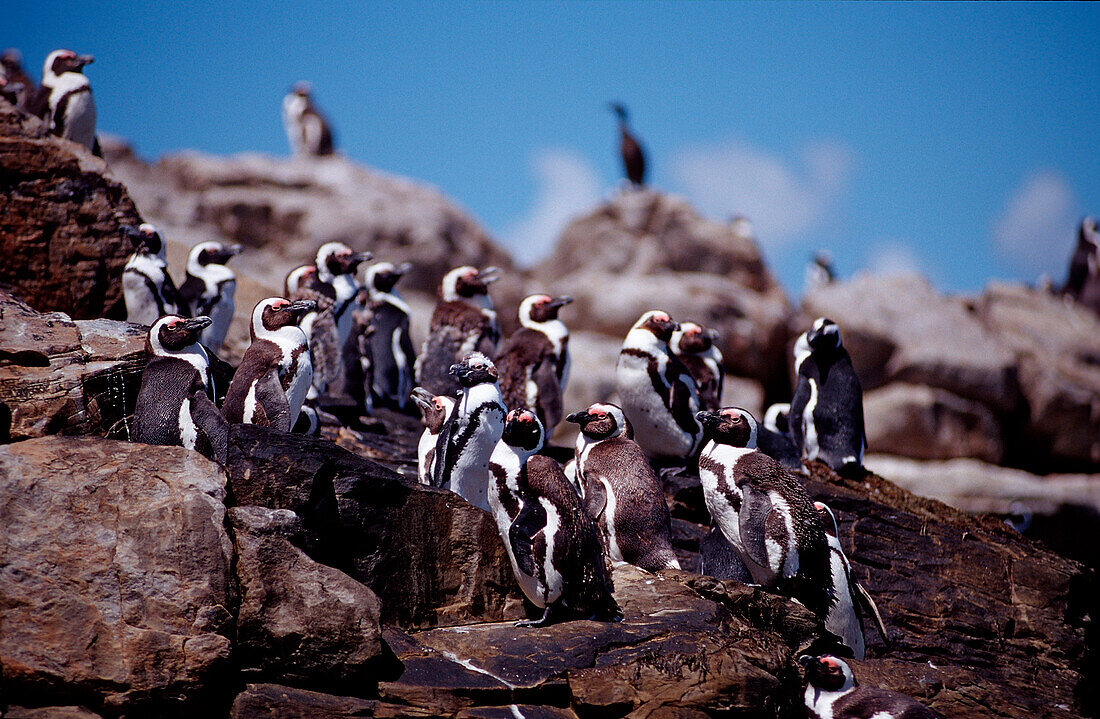 Jackass Penguin, African Penguin, Spheniscus demersus, South Africa, Addo Elephant National Park, St. Croix, Port Elizabeth, Madiba Bay, Ibhayi