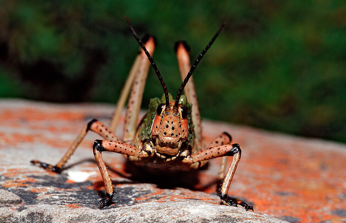 Afrikanischer Grashuepfer , Phymateus sp., Südafrika, Suedafrika, Tsitsikamma Nationalpark, Otter trail