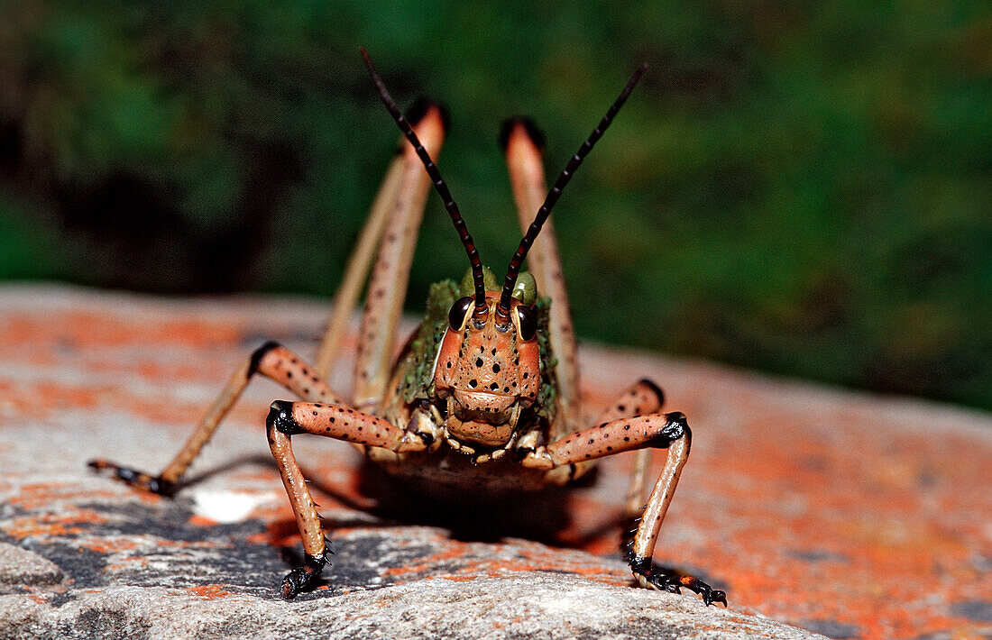 Pyrgomorphid Grasshopper , Phymateus sp., South Africa, Tsitsikamma National Park, Otter trail