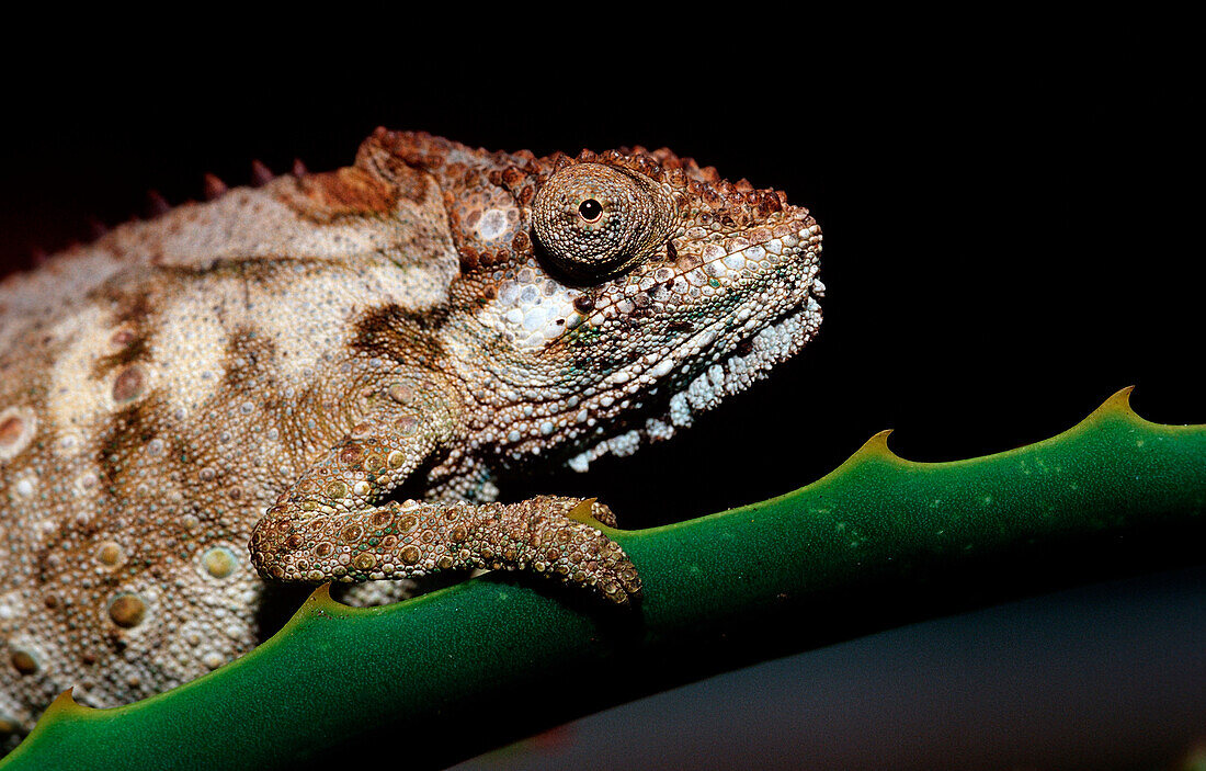 Oestliches Zwergchamaeleon , Bradypodion ventrale, Südafrika, Suedafrika, Tsitsikamma Nationalpark, Otter trail