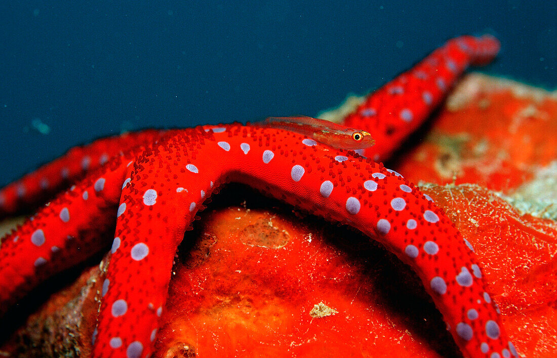 Common ghost goby on Red starfish, Pleurosicya mossambica, Djibouti, Djibuti, Africa, Afar Triangle, Gulf of Aden, Gulf of Tadjourah