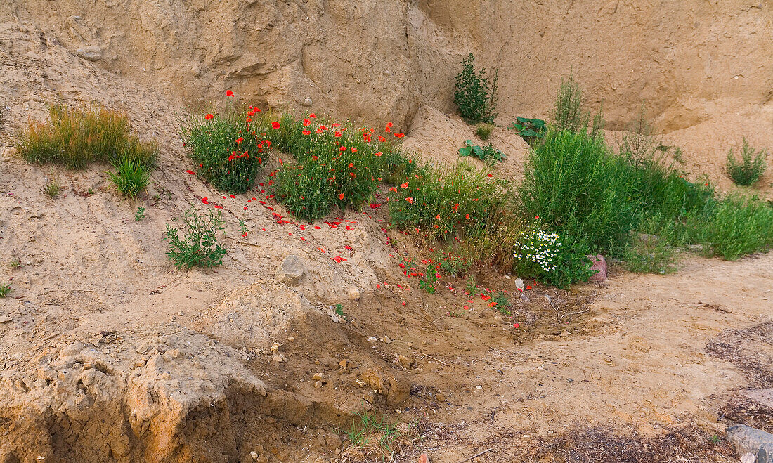 Poppies along the coast, Alt Reddevitz, Rugen Island, Mecklenburg Western Pommerania, Germany