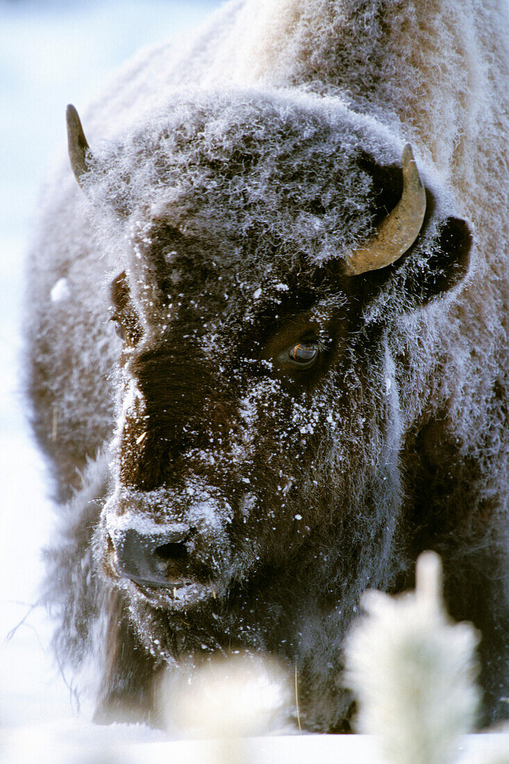 Bison mit Raureif im Fell, Yellowstone Nationalpark, Wyoming, USA
