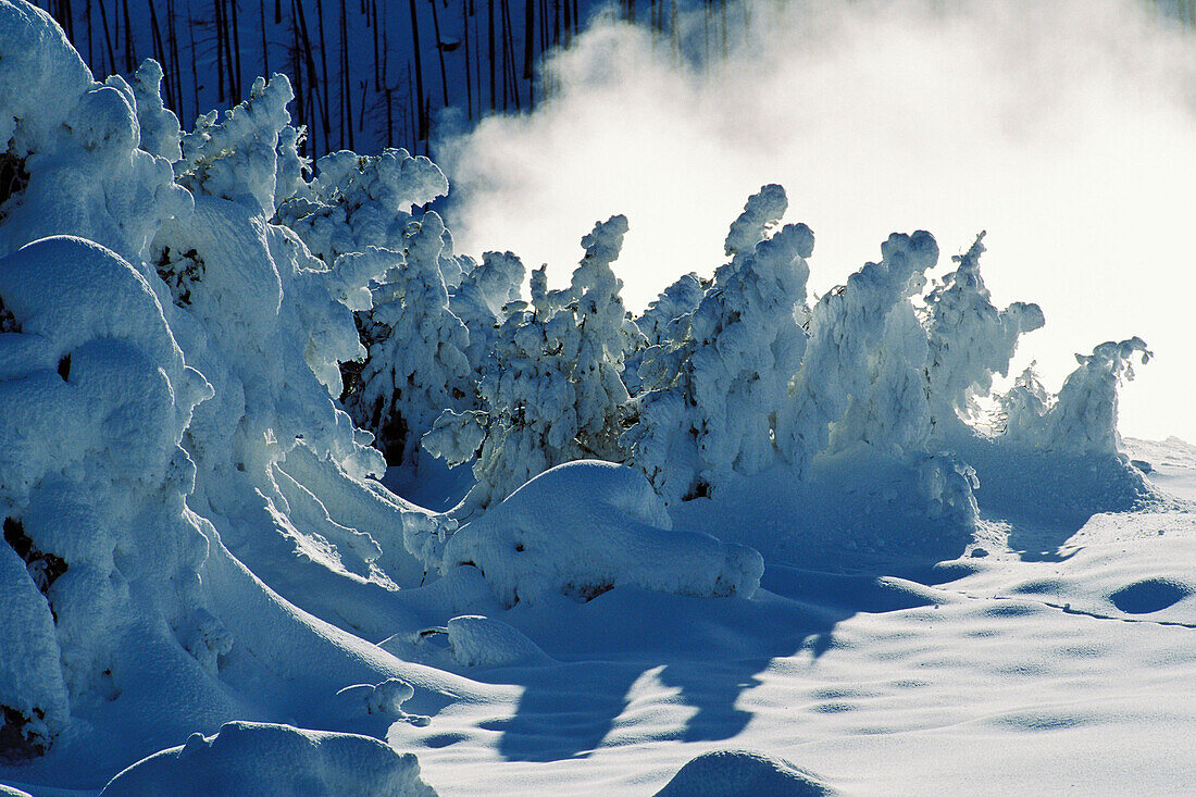 Snow covered spruce, Midway Geyser Basin, Yellowstone National Park, Wyoming, USA, America