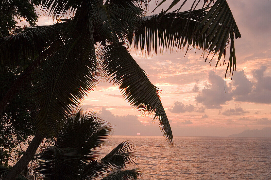 Kokospalme bei Sonnenuntergang, Northolme Hotel & Spa, Glacis, Mahe Island, Seychellen