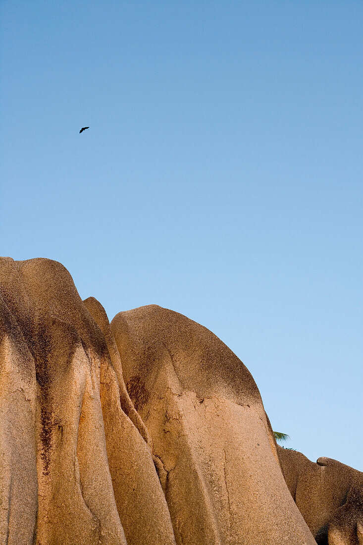 Bat over Granite Rocks at Anse Source D'Argent Beach, La Digue Island, Seychelles