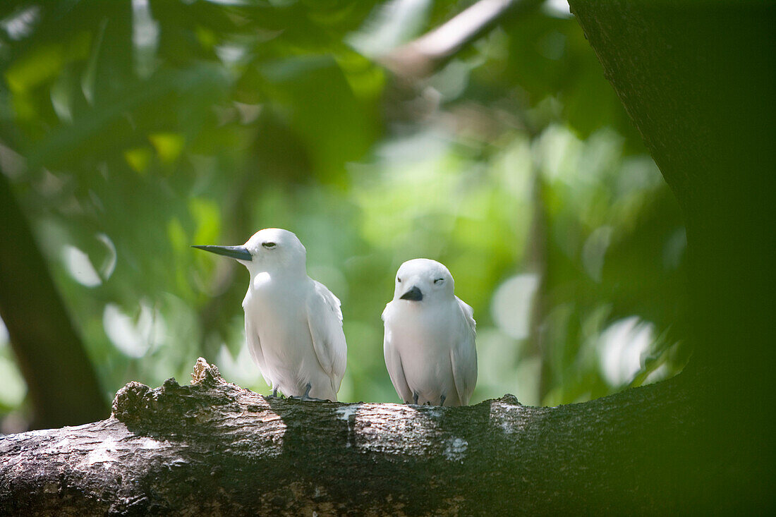 Weiße Vögel, Cousin Island Reserve, nahe Praslin Island, Seychellen