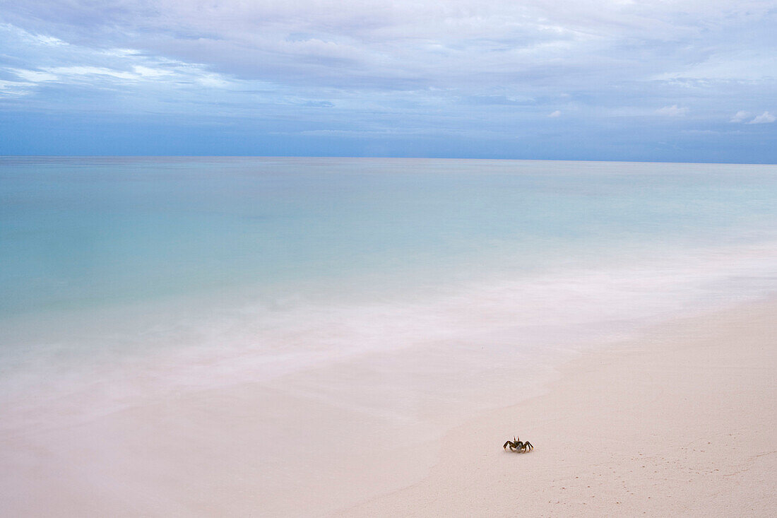 Crab on Beach, Denis Island, Seychelles