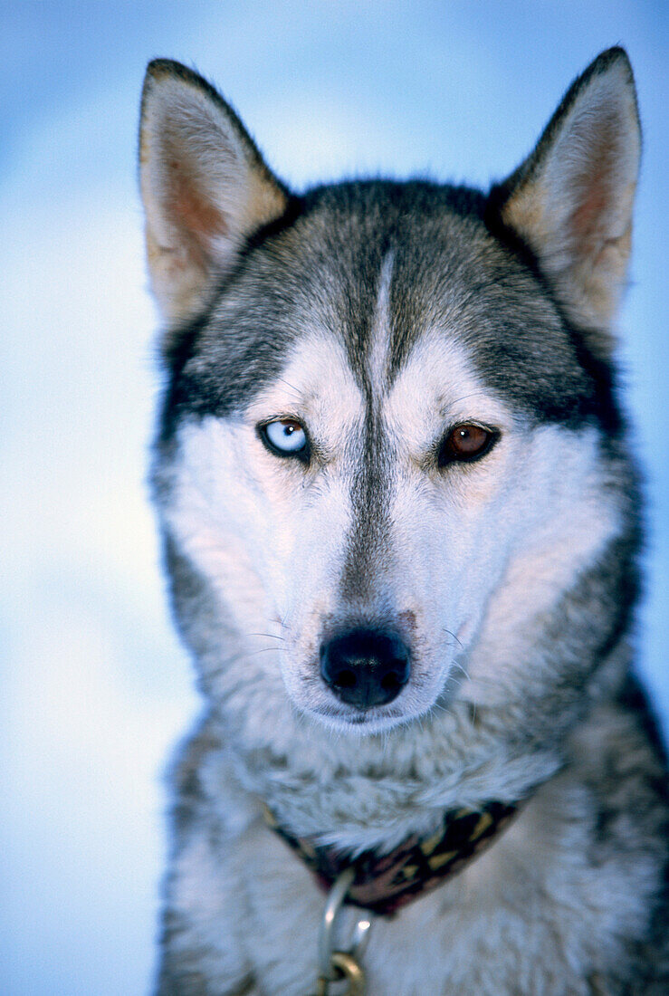 Close-up of a husky, sled dog