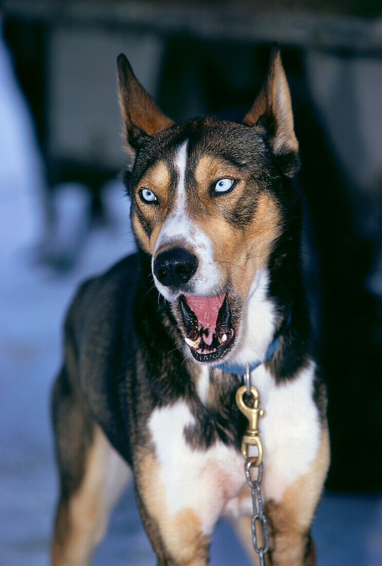 Close-up of a husky barking, sled dog