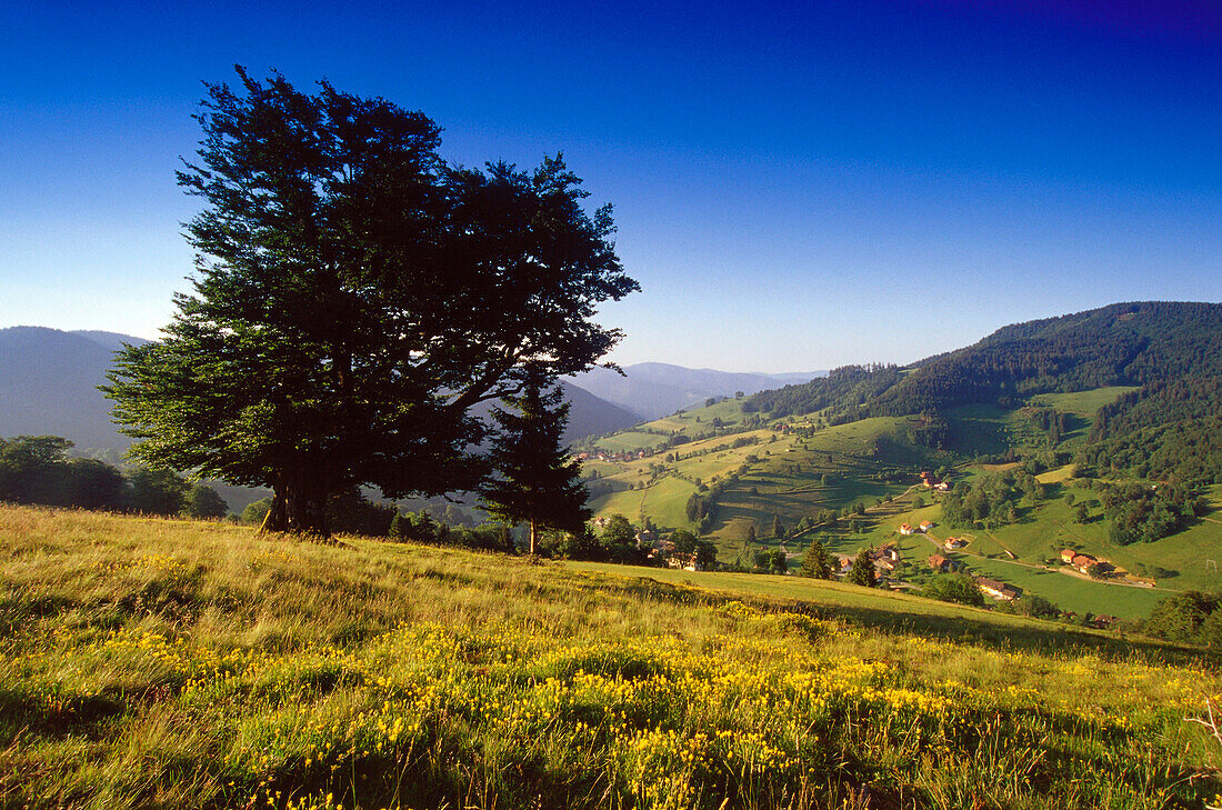 Near Wiedener Eck, Black Forest, Baden-Wuerttemberg, Germany