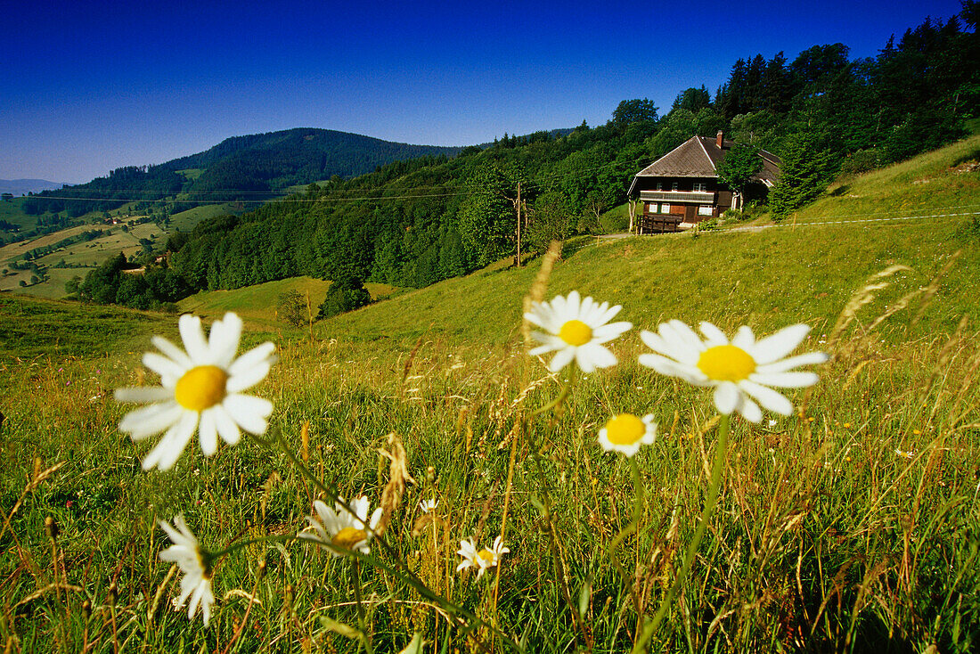 Black Forest House near Wieden, Black Forest, Baden-Wuerttemberg, Germany