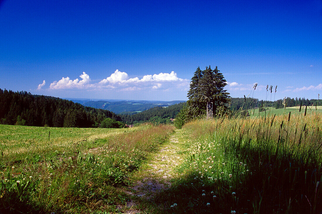 Landscape, Black Forest, Baden-Wuerttemberg, Germany