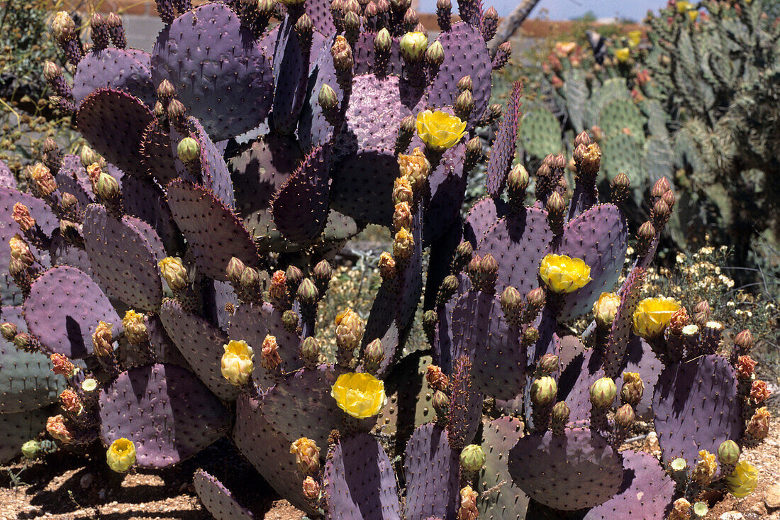 Opuntia basilaris Cactus, Near Tucson, Arizona, USA