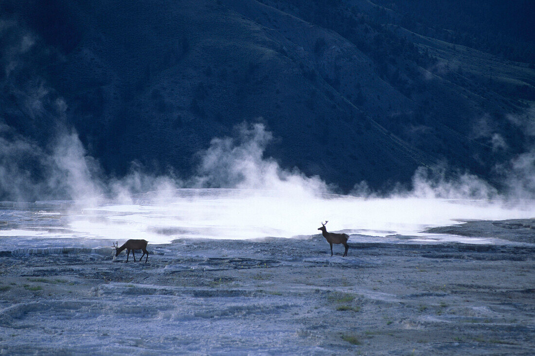 Elch auf der Minerva Terrace, Mammoth Hot Springs, Yellowstone National Park, Wyoming, USA