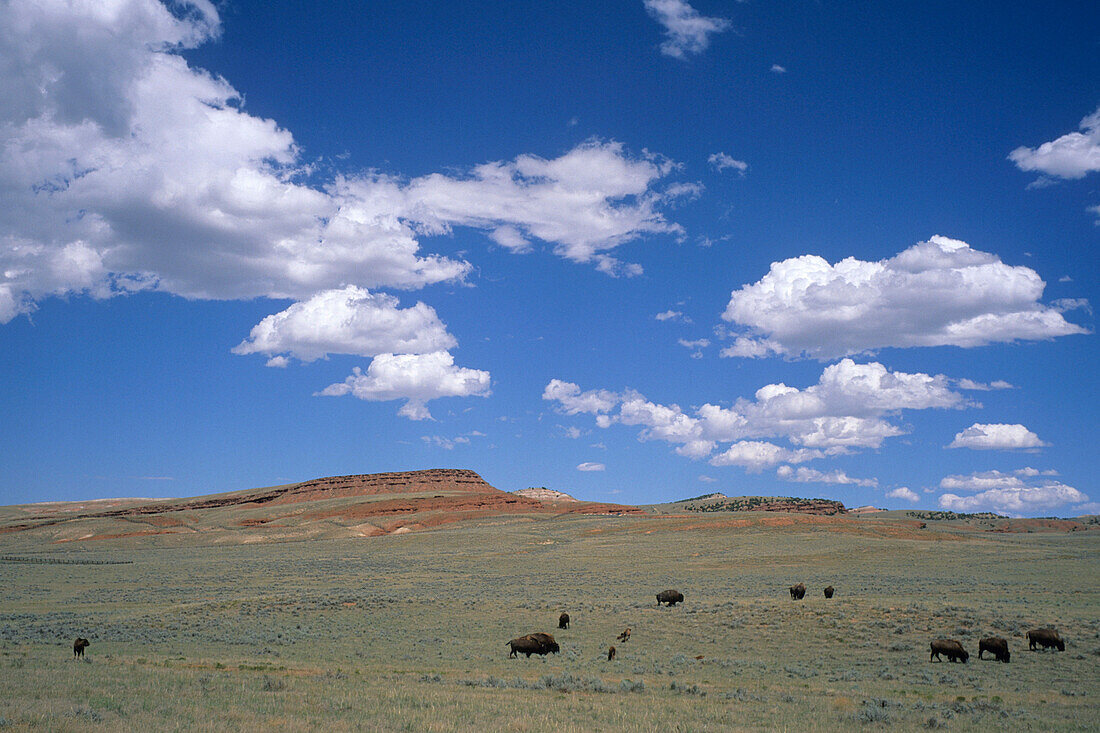 Bisons, Hot Springs State Park, Thermopolis, Wyoming, USA