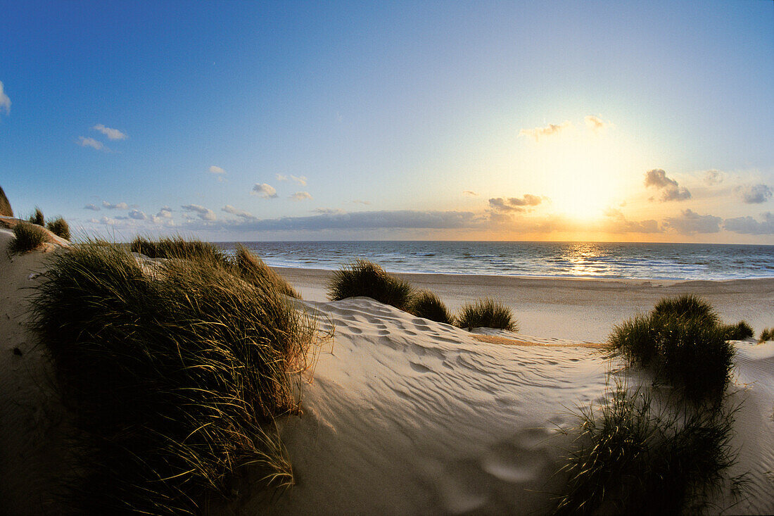 Dunes at sunset, North Sea, Sylt Island, Westerland, Schleswig Holstein, Germany