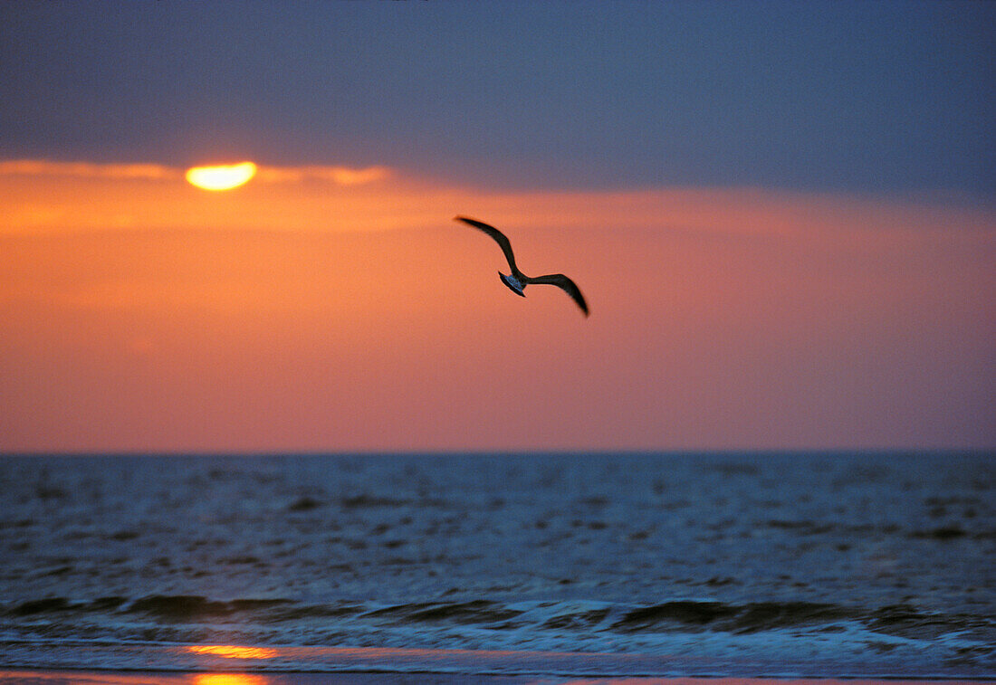 Gull at sunset, North Sea, Germany